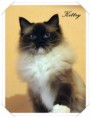 /album/fenykepgaleria/kitty-2015-01-05-001-jpg1/